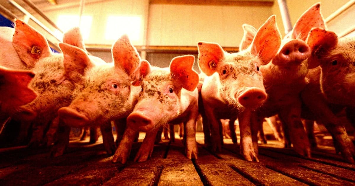 FDA Aprova Porcos Geneticamente Modificados para Consumo Humano e Uso Médico: Uma Nova Era na Biotecnologia Alimentar e Terapêutica
