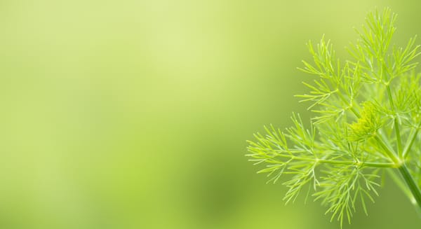 Cor Erva Doce: Harmonia e Frescor para Seus Espaços e Seu Estilo