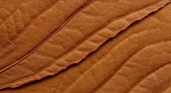 Cores Tabaco: Elegância Natural e Versatilidade Atemporal