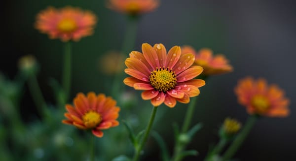 Flores com Mensagens de Bom Dia: Inspire e Encante o Amanhecer de Alguém!