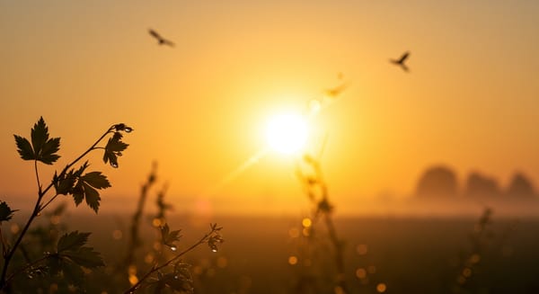 Despertando Emoções: O Poder de uma Mensagem de Carinho e Bom Dia