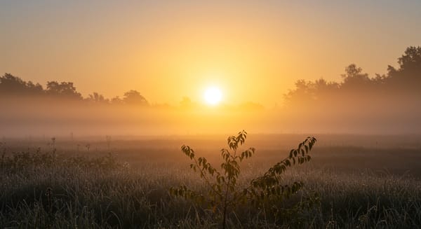Bom Dia Quinta-Feira Gratidão: Mensagens Para Inspirar Seu Dia
