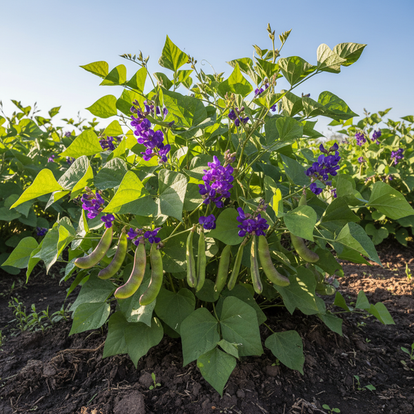 Lablab: Desvendando o Feijão-Jacinto, Um Legume Versátil e Subestimado